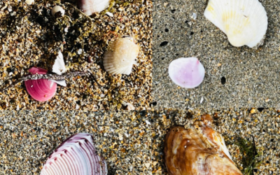 Embracing Your Perfect Imperfection: Lessons from the Shells on the Beach