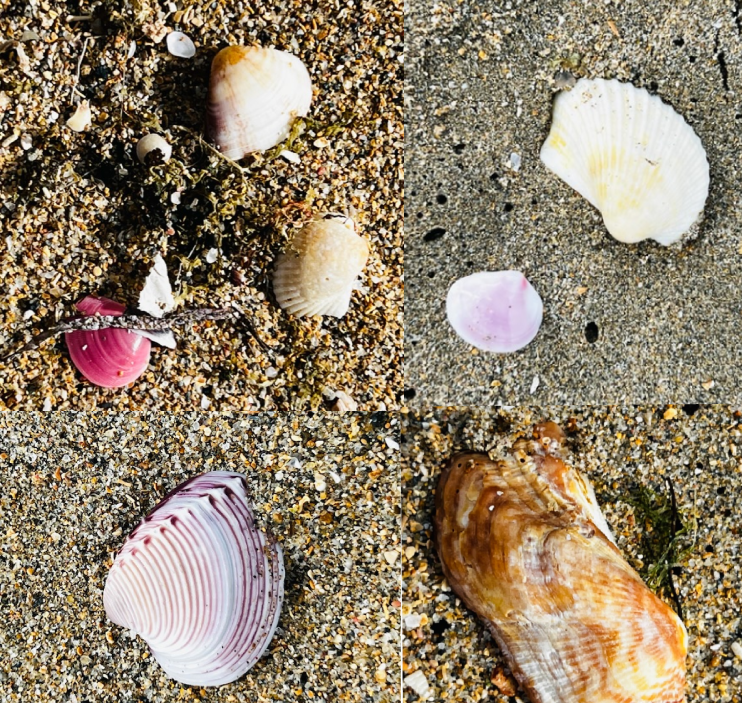 Featured image: A collection of diverse seashells on a sandy beach, symbolizing the beauty of embracing imperfection and finding self-love through nature's wisdom.